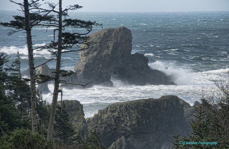 Oregon tree view of rock T 8x12 0667.jpg