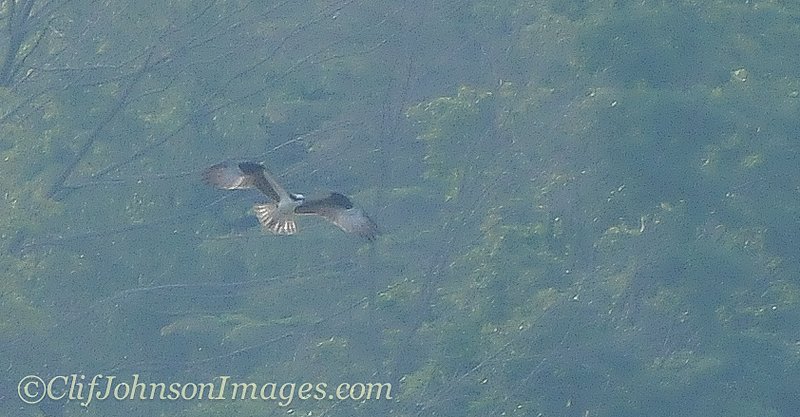 Osprey.jpg