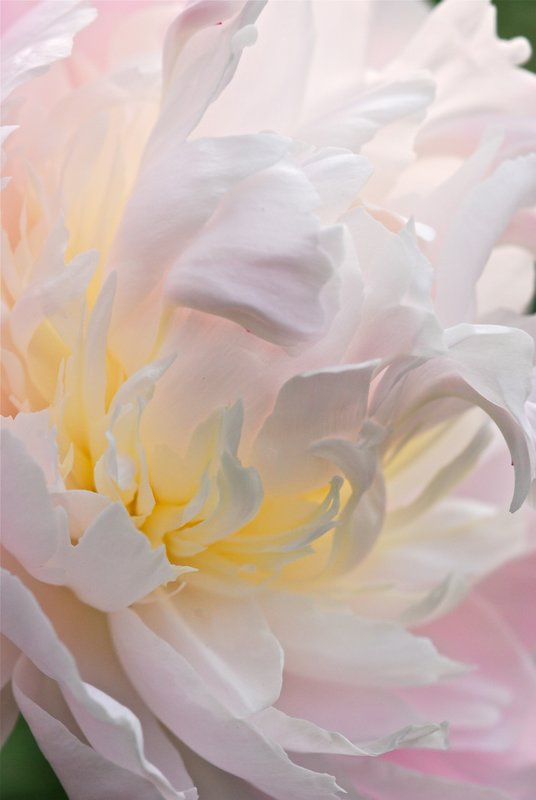 Pink Peony.jpg