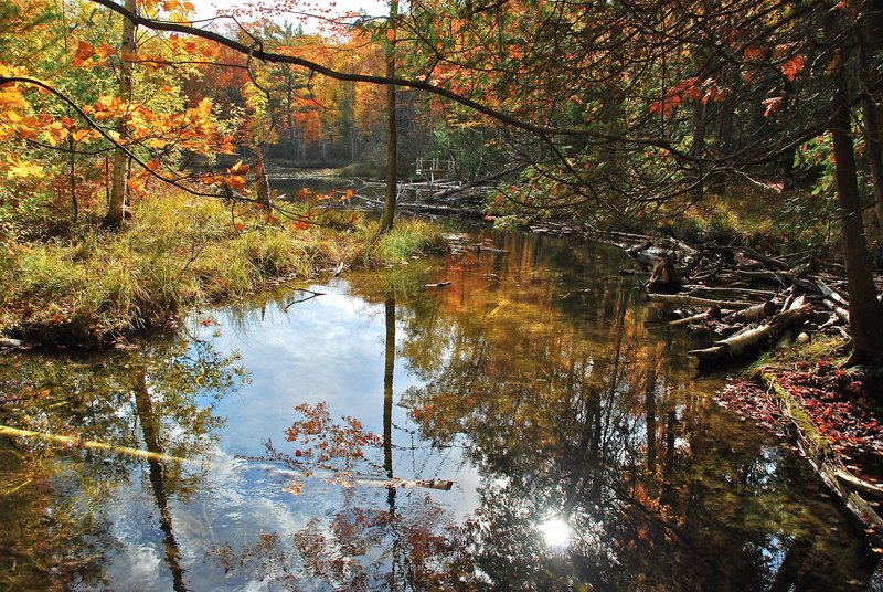 Ransom lake sun under trees.jpg