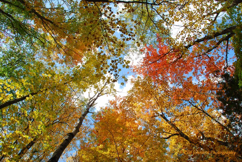 Ransom lake treetops5170.jpg
