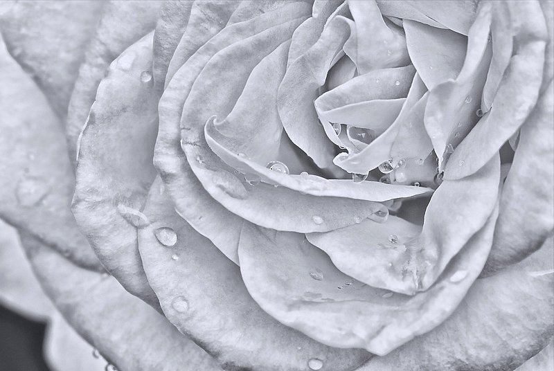 Rose BW 8x12.jpg