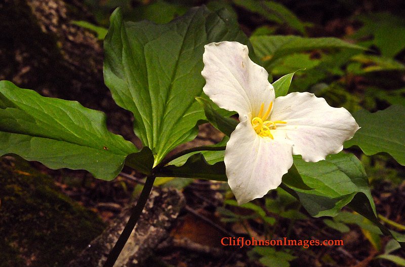 Single trillium1873_2.jpg