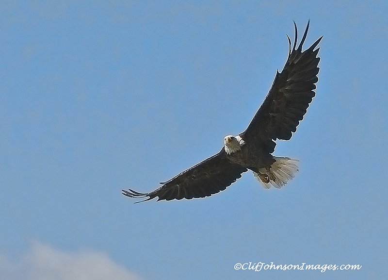 Soaring Eagle 5x7s_2.jpg