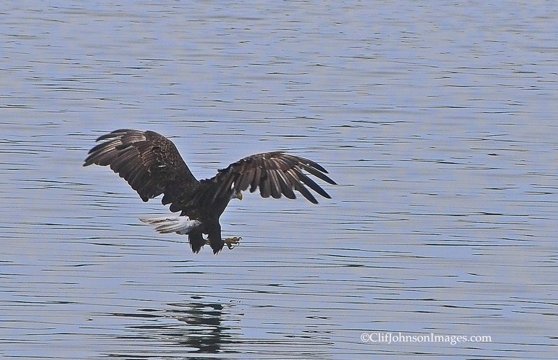 Talons 10x16s2.jpg