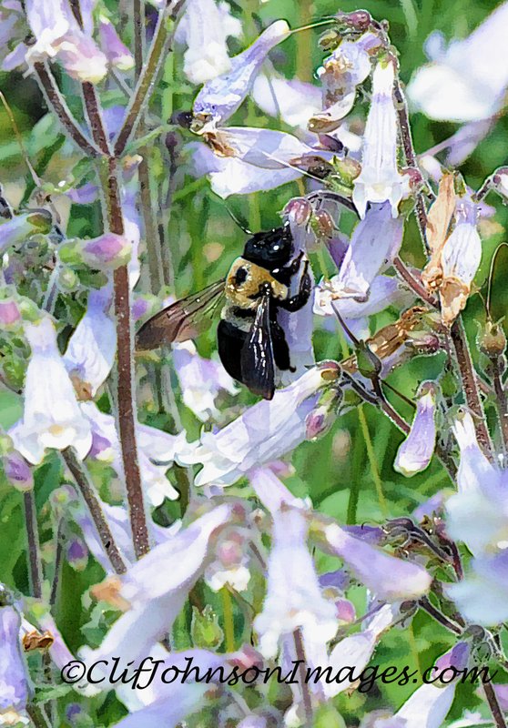 bumble bee in flowers8x12s.jpg