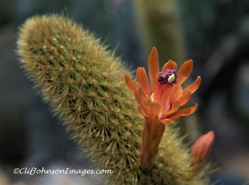 cactus flower8x12s.jpg