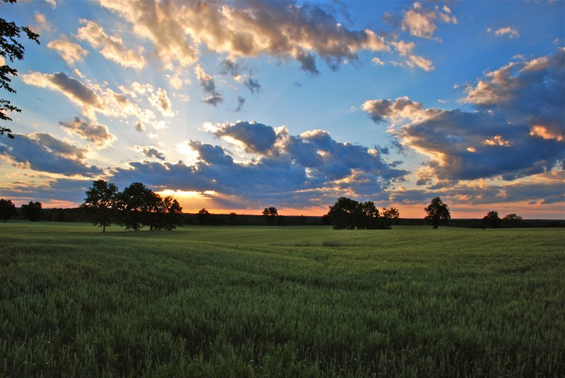 corner wheat sunset.jpg