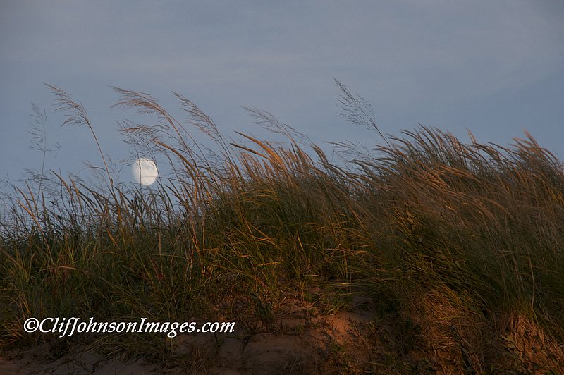 dune grass moon8x12s.jpg