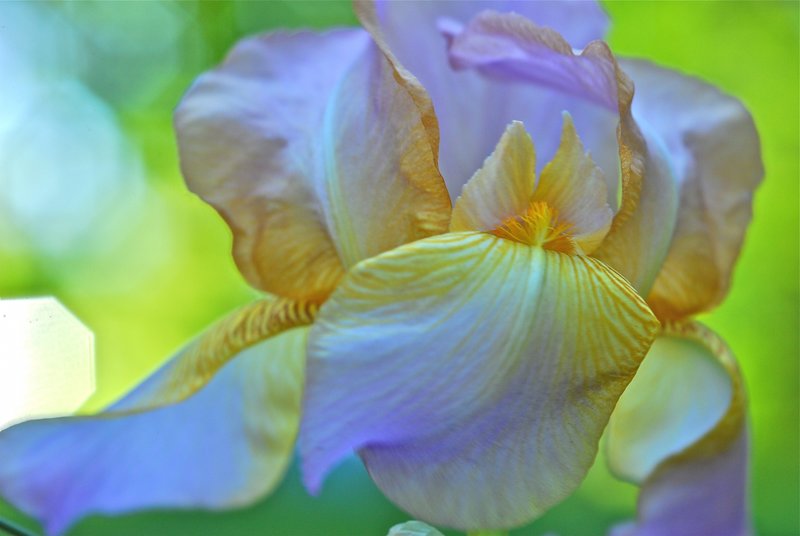 flowing iris.jpg