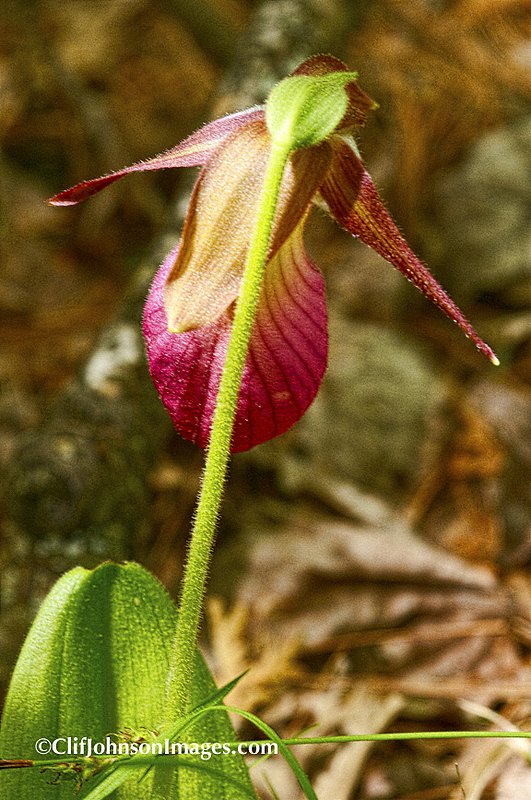 forest sprout 8x12 1487_2.jpg