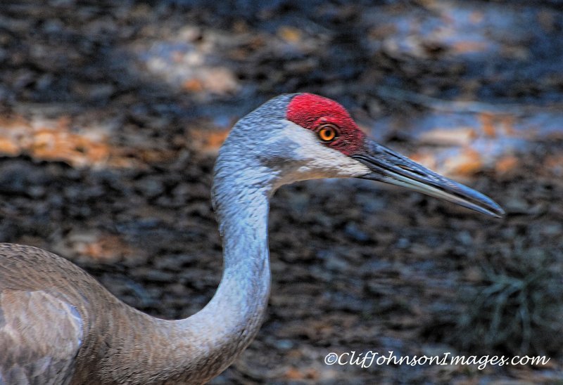 golden eye 8x12s.jpg