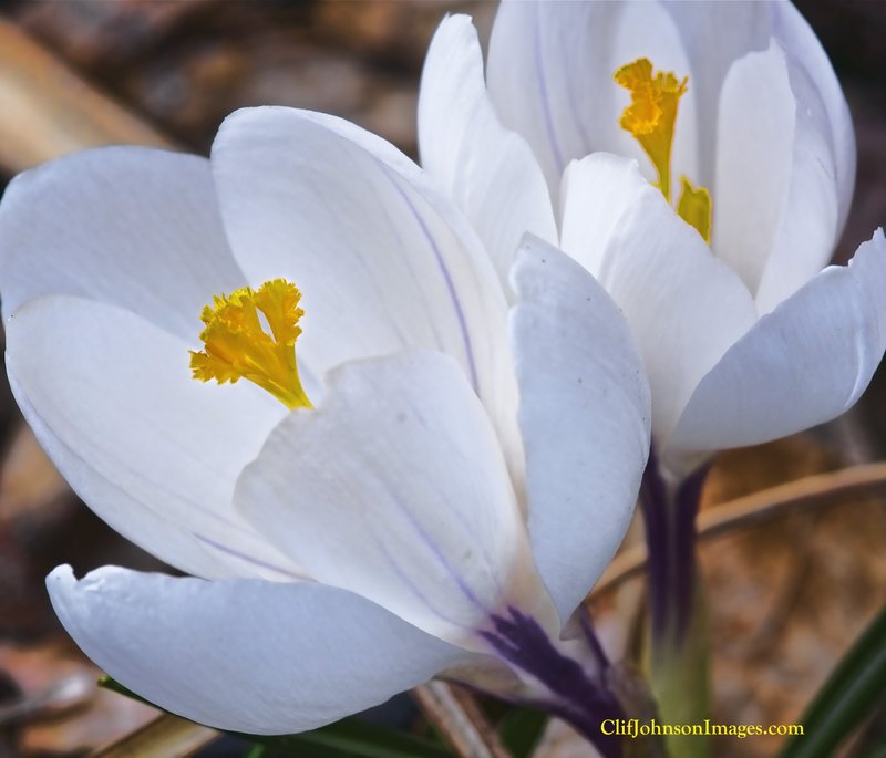 juiles crocus 2 1438.jpg