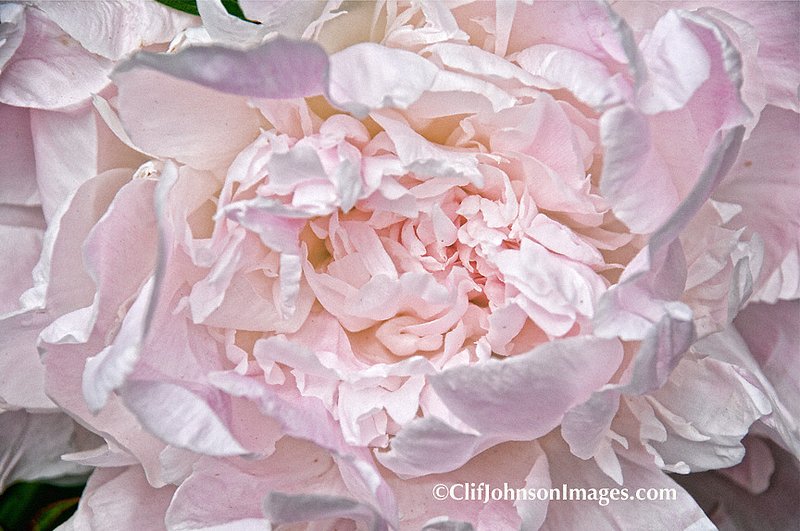 pink peony 8x12 19112.jpg