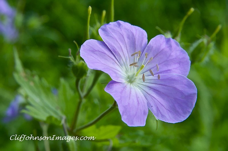 purple wild flower 8x12s.jpg