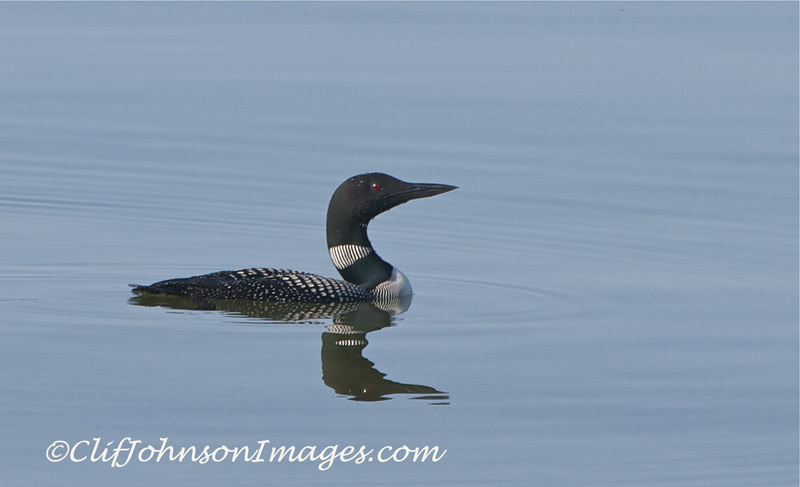 single loon8x12s copy.jpg