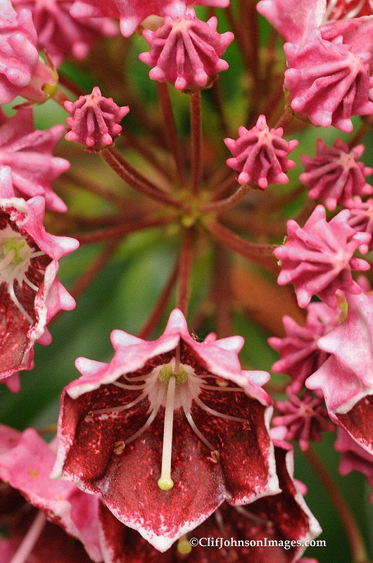 small reds 8x12 1963.jpg