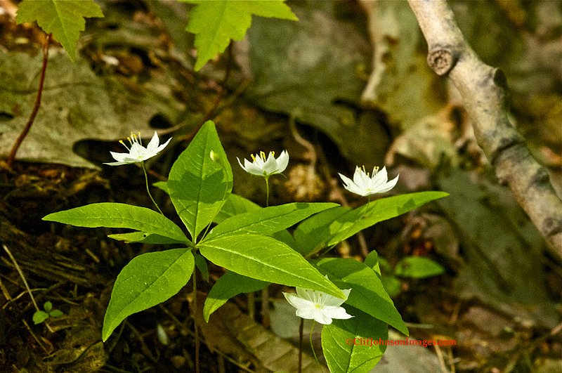 small white flowers 8x12 1518.jpg