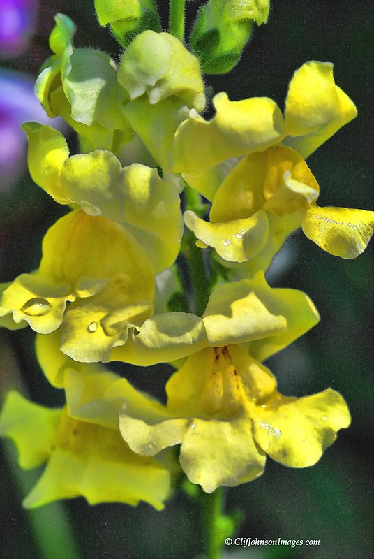 snapdragon 8x12_3961 copy.jpg