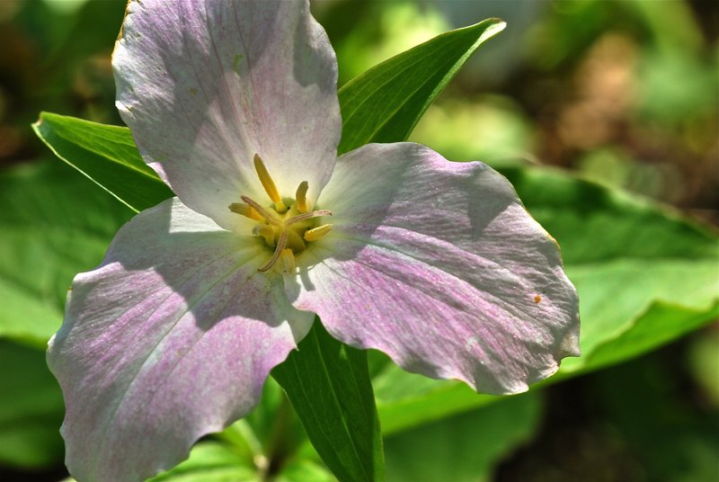 tillium in shadows.jpg