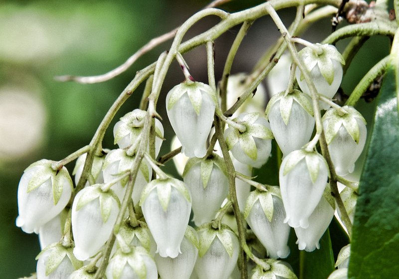 white bells cropped.jpg