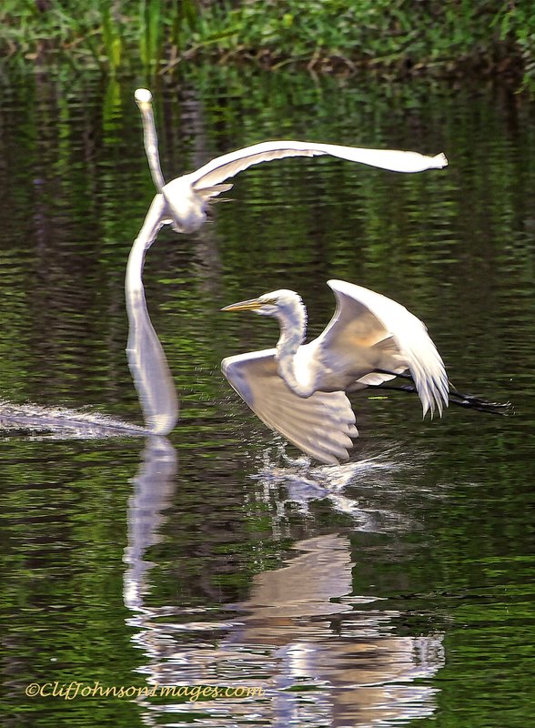 winged attack2 8x12s.jpg