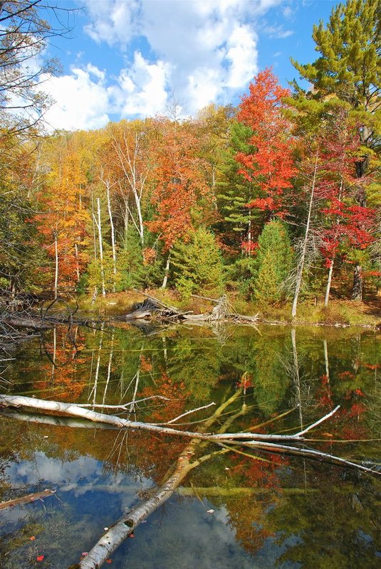 Ransom lake red with logs orig5147.jpg