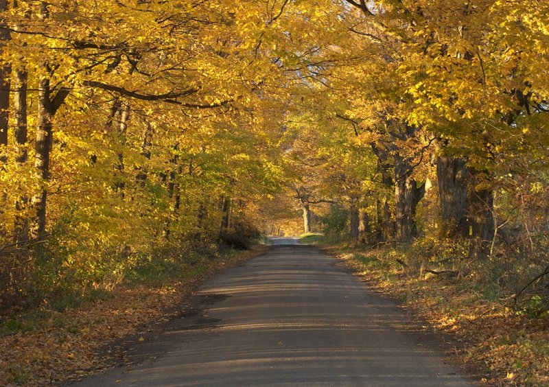 golden tunnel2crop landscape 4714_2.jpg