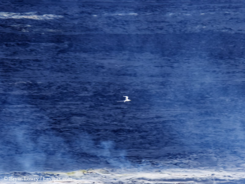 _BL_9078 Bird - 32625 GH5.jpg :: The white-tailed tropicbird, also known as Koa?'e kea in Hawaiian, is a seabird that breeds on tropical islands and lives in the crater walls of Kilauea volcanoes' Halemaumau Vent.
Adults have a 3' wingspan.
Episode 15 eruption Lava fountain, Kilauea volcano, Hawaii Volcanoes National Park, The Big Island of Hawaii. 3-26-25