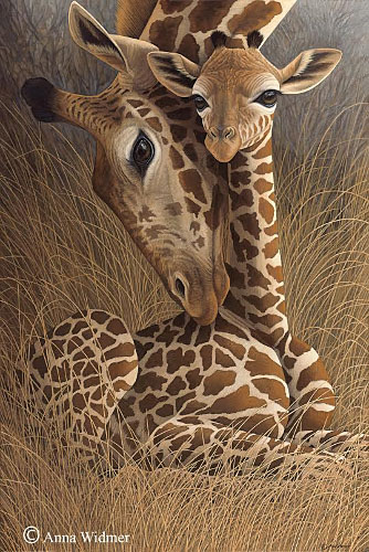 Giraffes Keiki Kalakeli.jpg