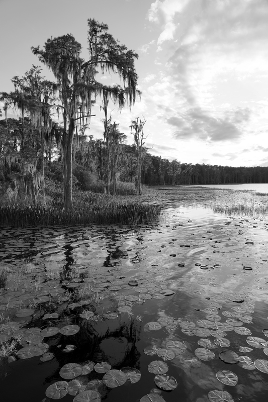Lily Pad Lake.jpg