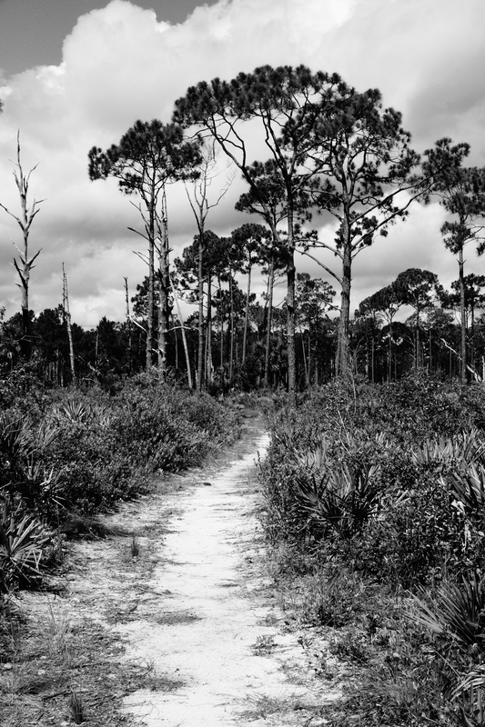The Scrub Path.jpg