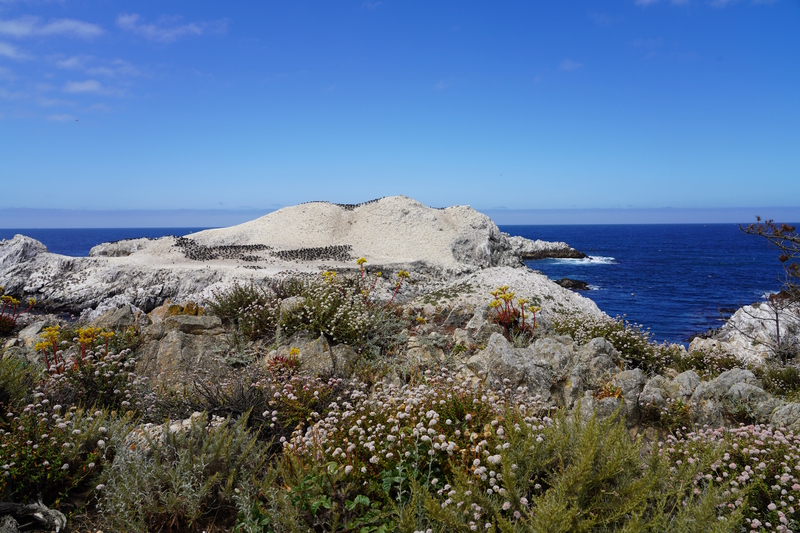 Bird Island.jpg