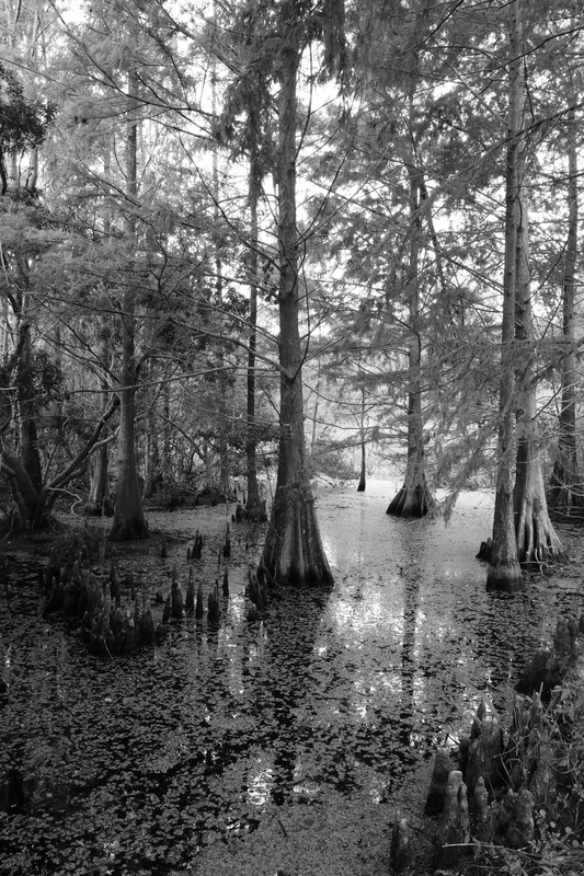 Cypress In The Mist.jpg