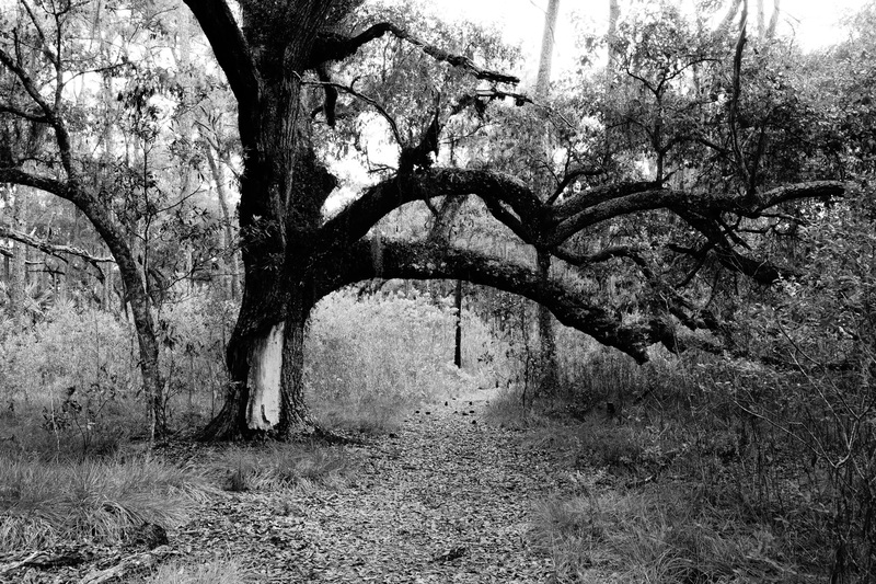 Faery Path.jpg