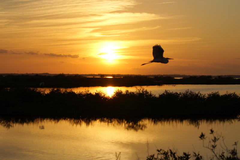 Flight at Sunset.jpg