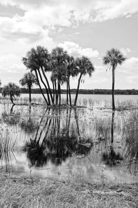 Flood at the River.jpg