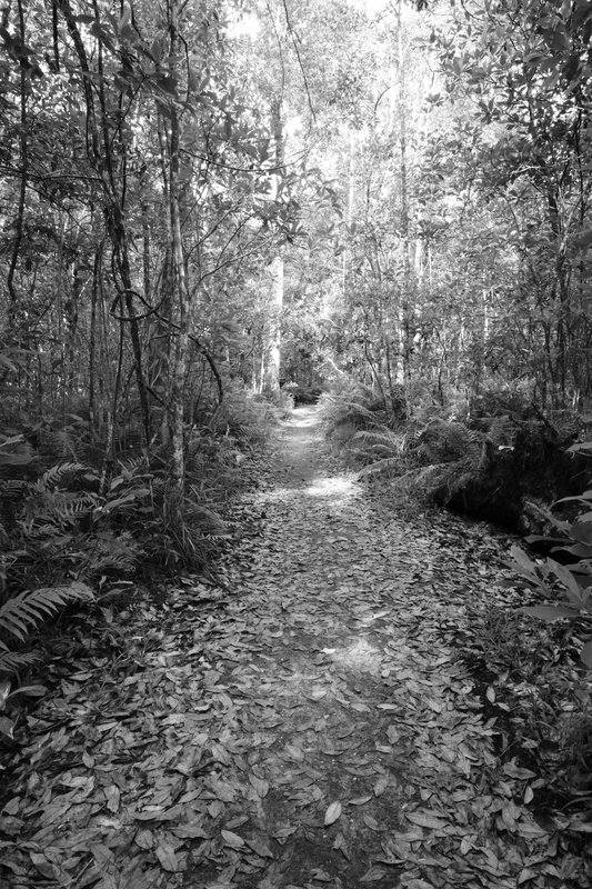 Leaving The Path.jpg