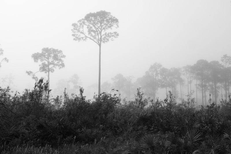 May Fog.jpg