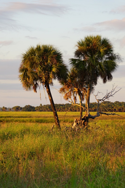 Myakka Prairie Sunset.jpg