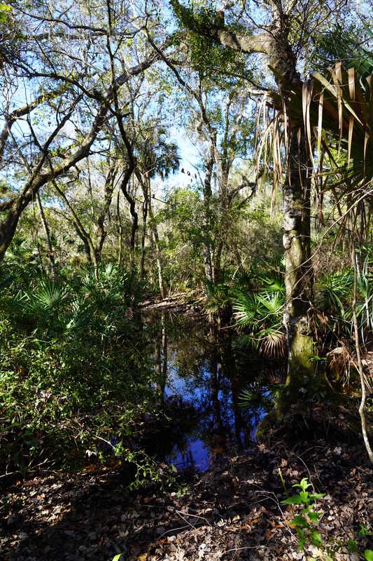 Overlooking the Pond.jpg