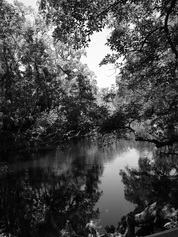 River Reflections.jpg