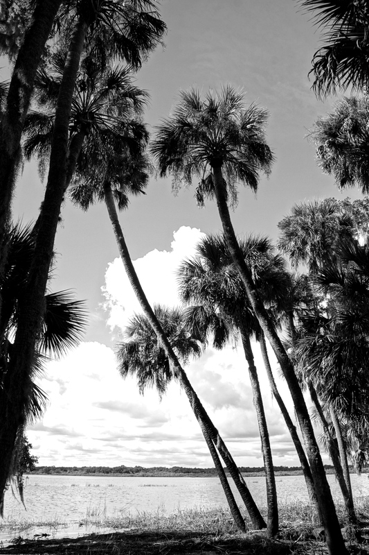Royal Palms.jpg