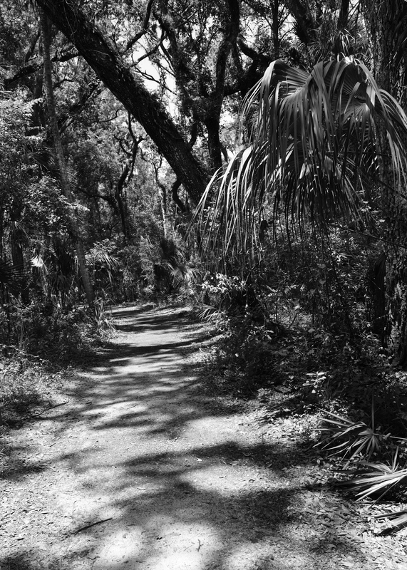 Shadows on the Path.jpg