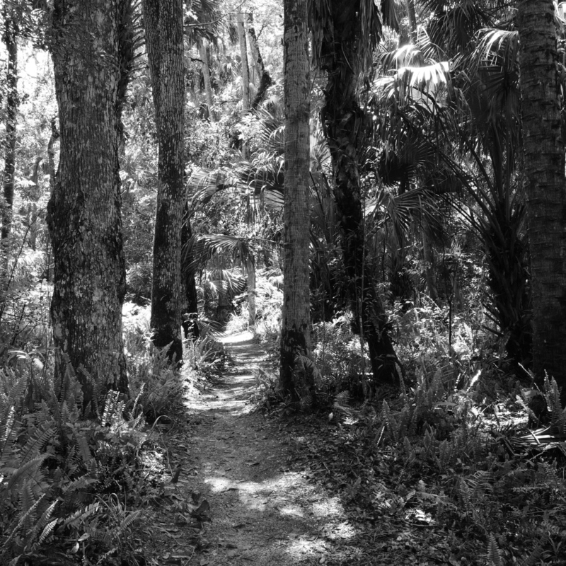 Sunlit Path (square).jpg