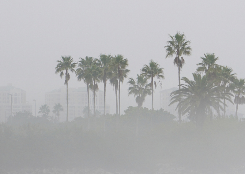 The Beach In A Fog.jpg