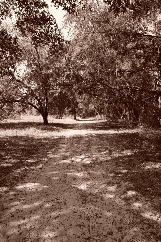 The Old Farm Road (sepia).jpg