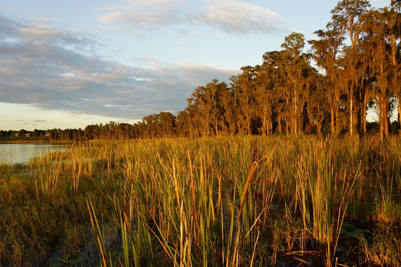 The Reeds at Sunset.jpg