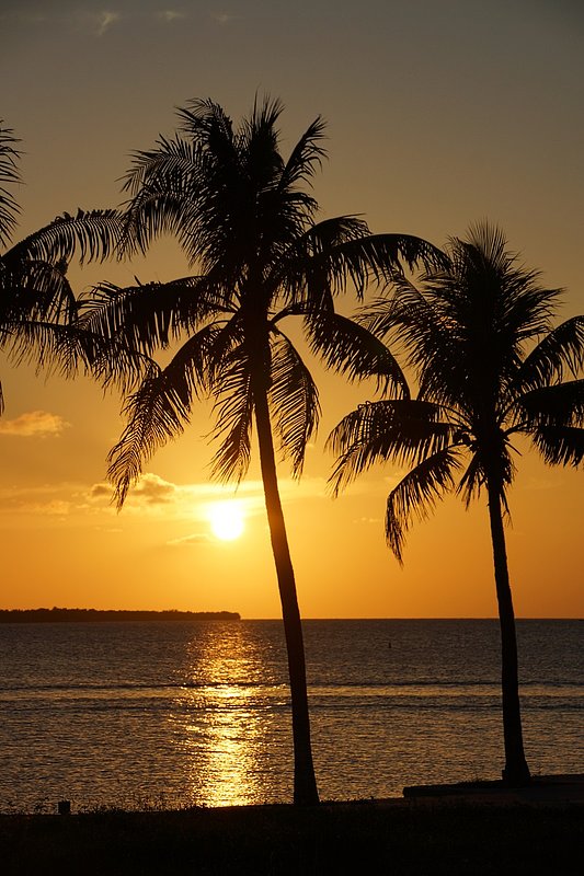Two Palms.jpg