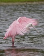 Full Feather.jpg
